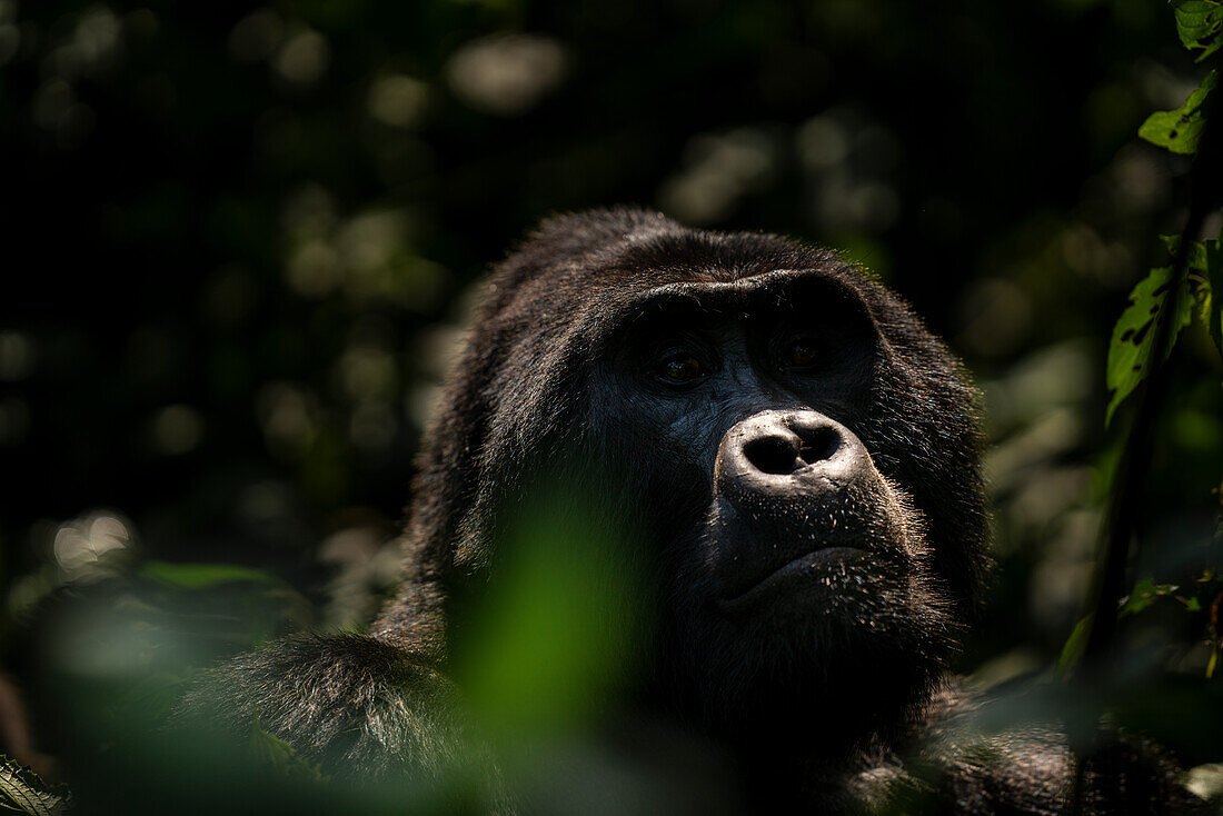 A gorilla in the cloud forest