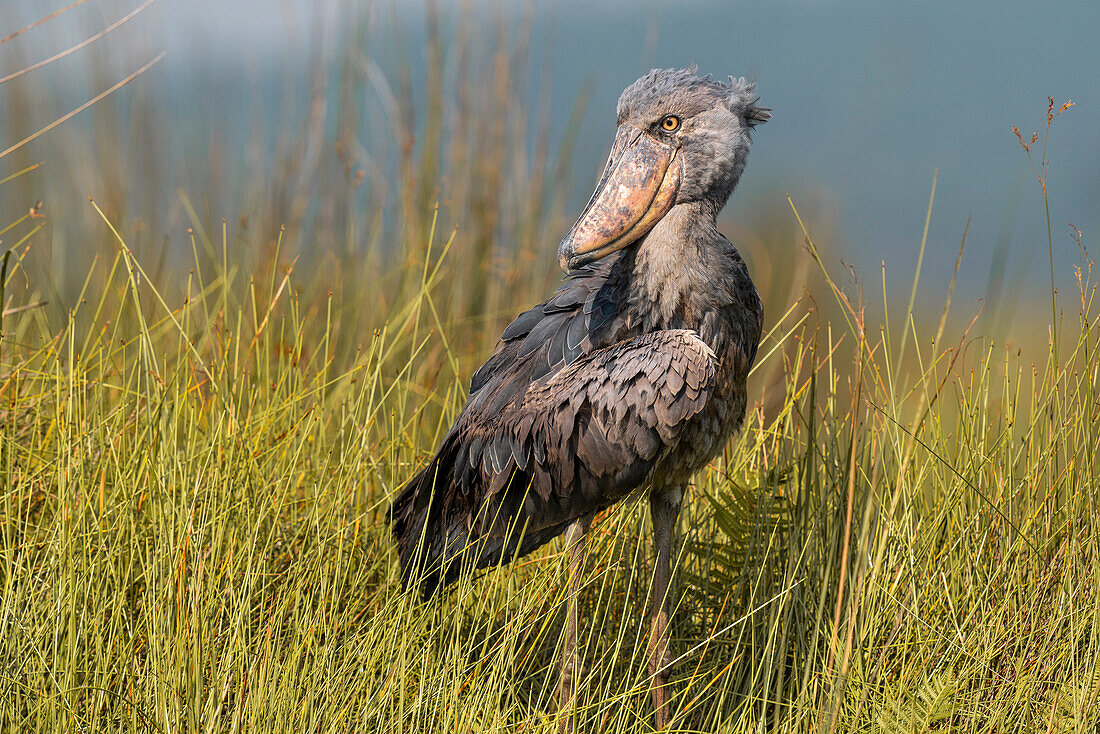 Shoebill in Uganda in the swamp