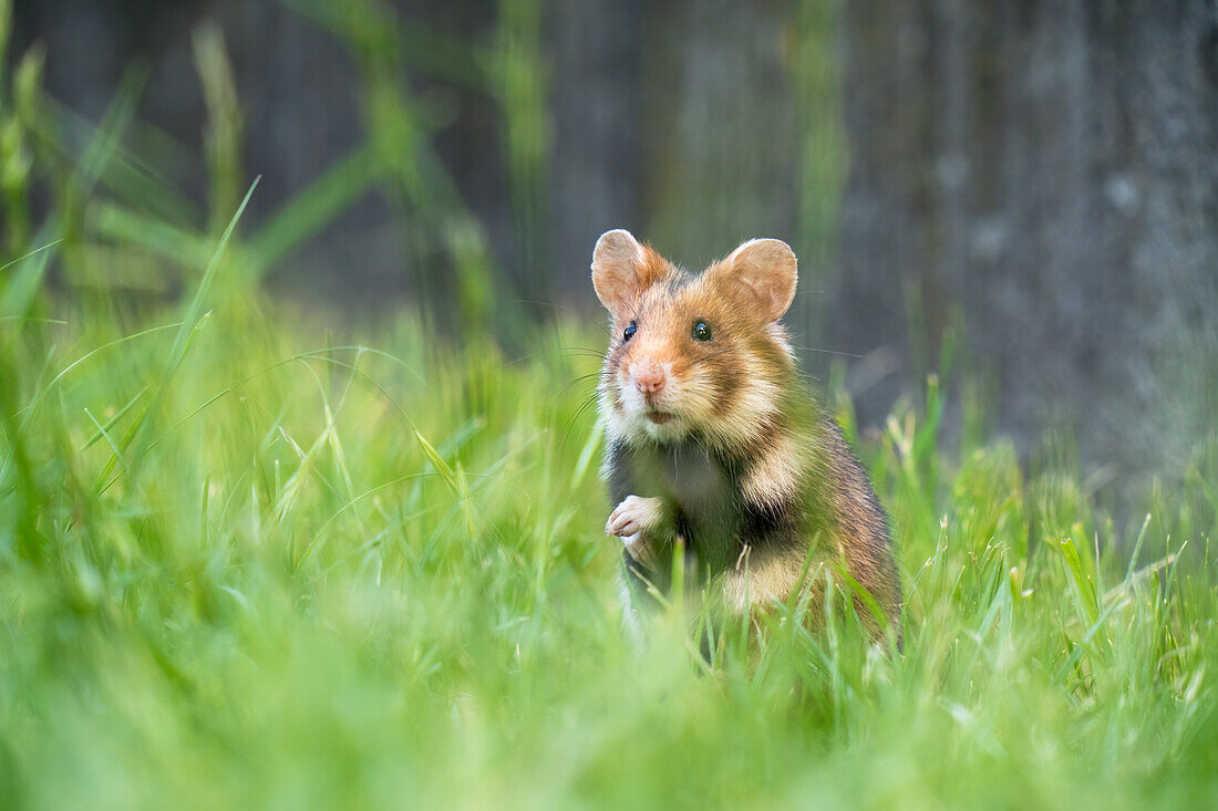 European hamster at the Freidhof in Vienna