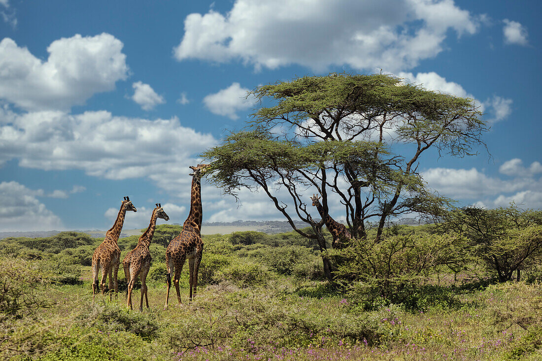 Masai-Giraffe, Ngorongoro Conservation Area, World Heritage Site, Tansania, Afrika