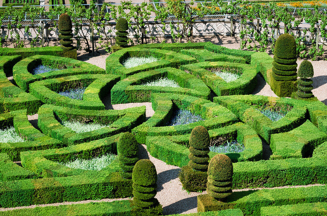 Garden detail, Chateau de Villandry, Villandry, Loire Valley, France