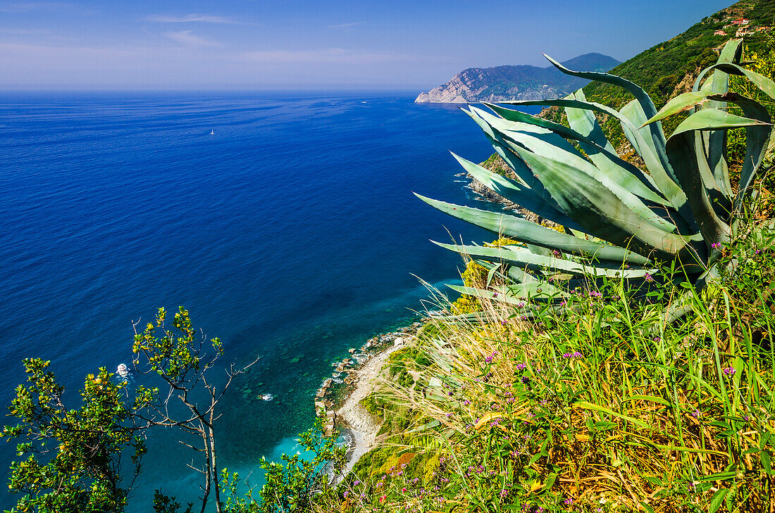 The Ligurian Sea from the Sentiero Azzurro (Blue Trail) near Vernazza, Cinque Terre, Liguria, Italy