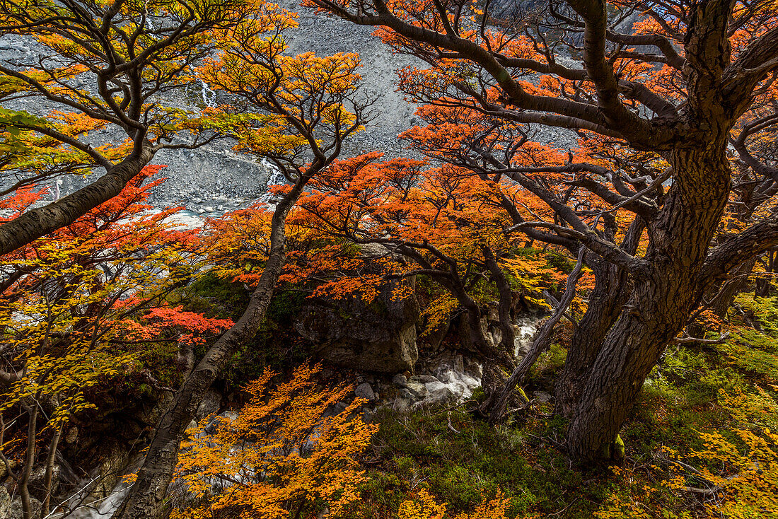 Argentina, Los Glaciares National Park. Lenga beech trees in fall.