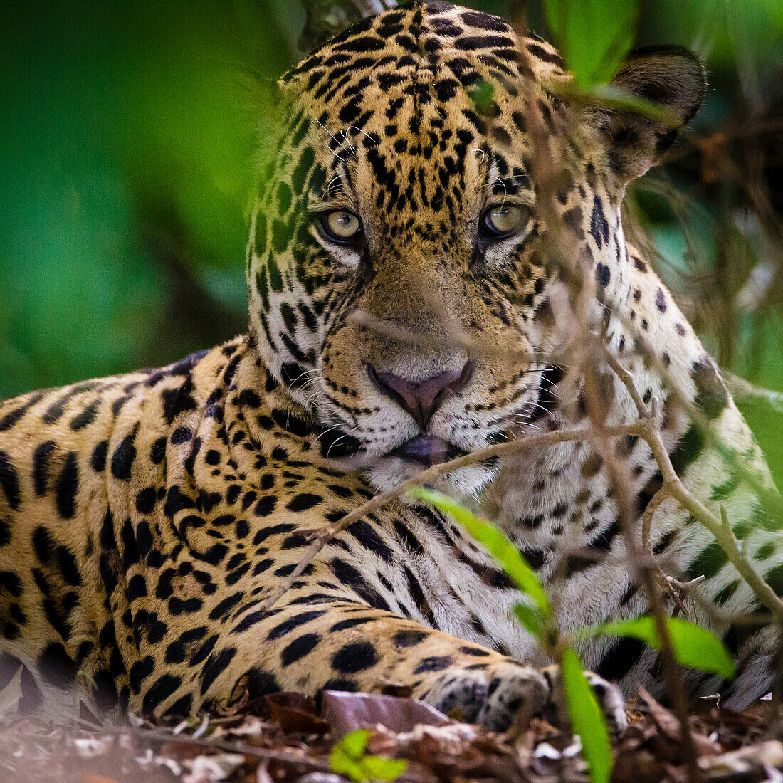 Brasilien. Ein männlicher Jaguar (Panthera onca), ein Apex-Raubtier, das an den Ufern eines Flusses im Pantanal ruht, dem größten tropischen Feuchtgebiet der Welt, UNESCO-Weltkulturerbe.