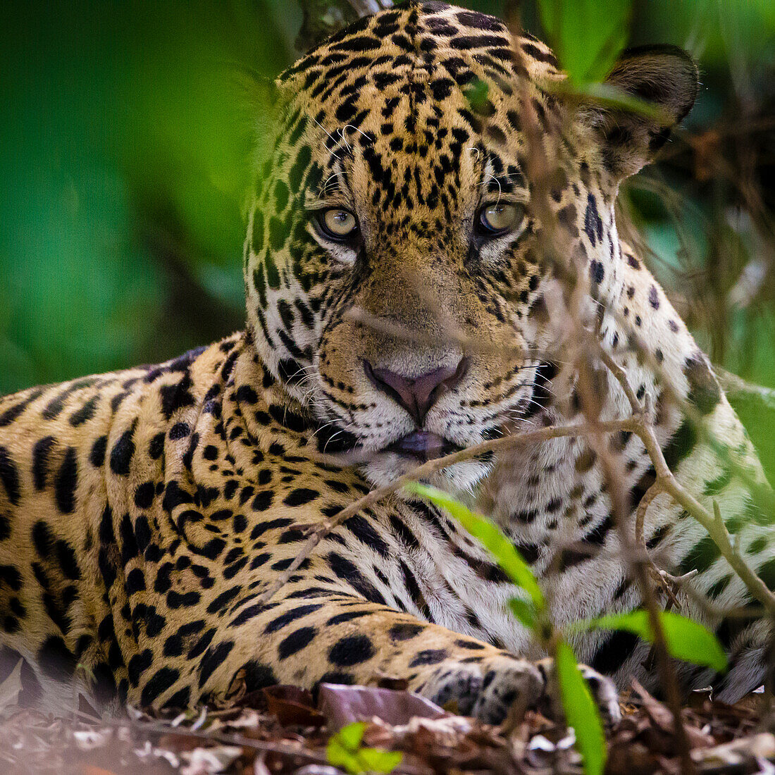 Brazil. A male jaguar (Panthera onca), an apex predator resting along the banks of a river in the Pantanal, the world's largest tropical wetland area, UNESCO World Heritage Site.