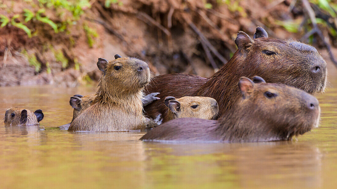Brasilien. Capybaras (Hydrochoerus hydrochaeris) sind Nagetiere, die häufig im Pantanal vorkommen, dem größten tropischen Feuchtgebiet der Welt, UNESCO-Weltkulturerbe.