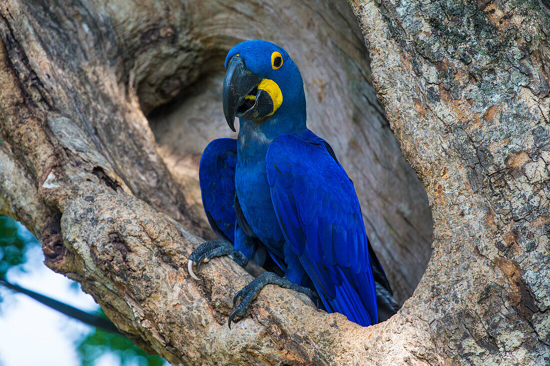 Brasilien. Hyazinthara (Anodorhynchus hyacinthinus), eine gefährdete Papageienart, im Pantanal, dem weltweit größten tropischen Feuchtgebiet, UNESCO-Weltkulturerbe.