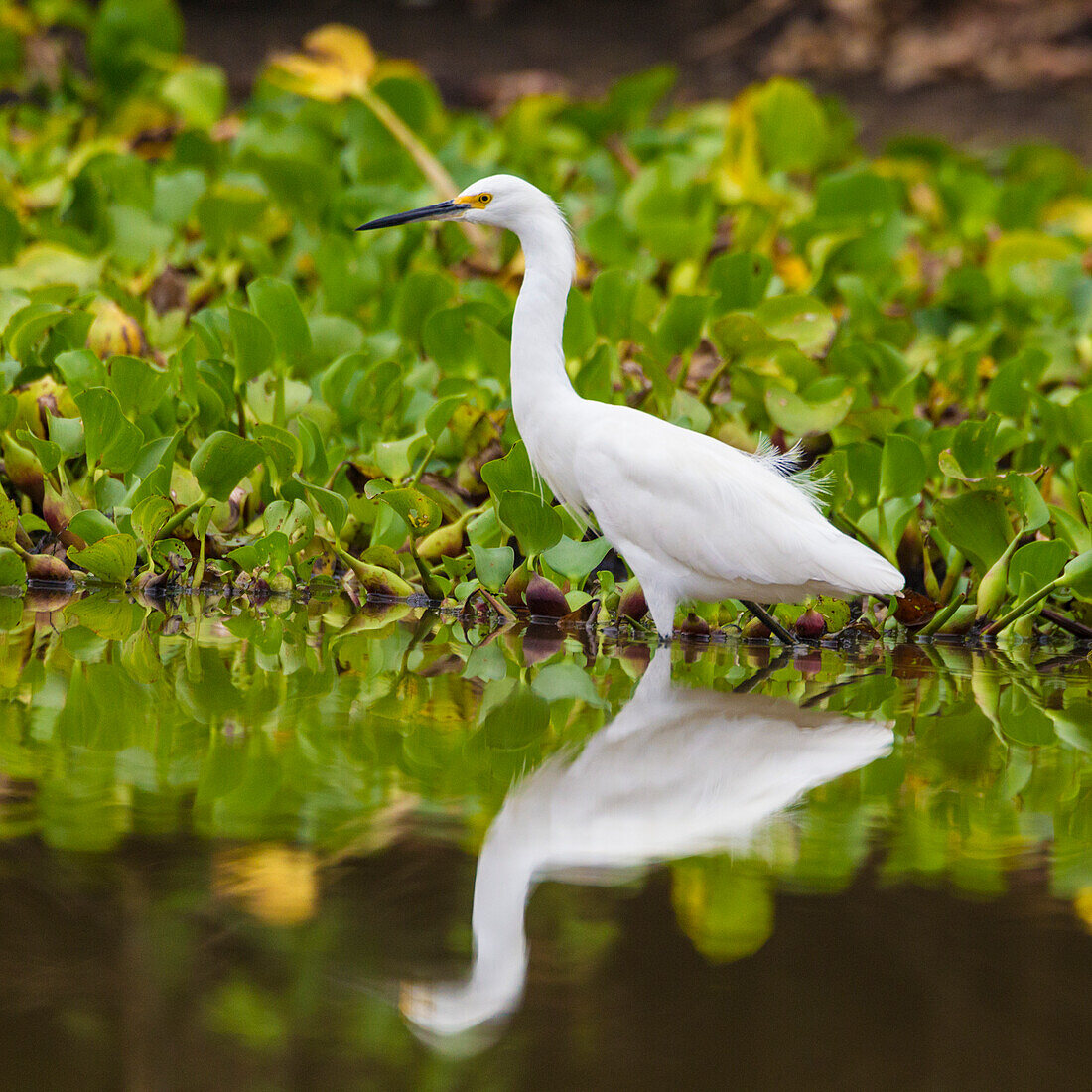 Brazil. A Snowy egret (Egretta Thula), is commonly found in the Pantanal, the world's largest tropical wetland area, UNESCO World Heritage Site.