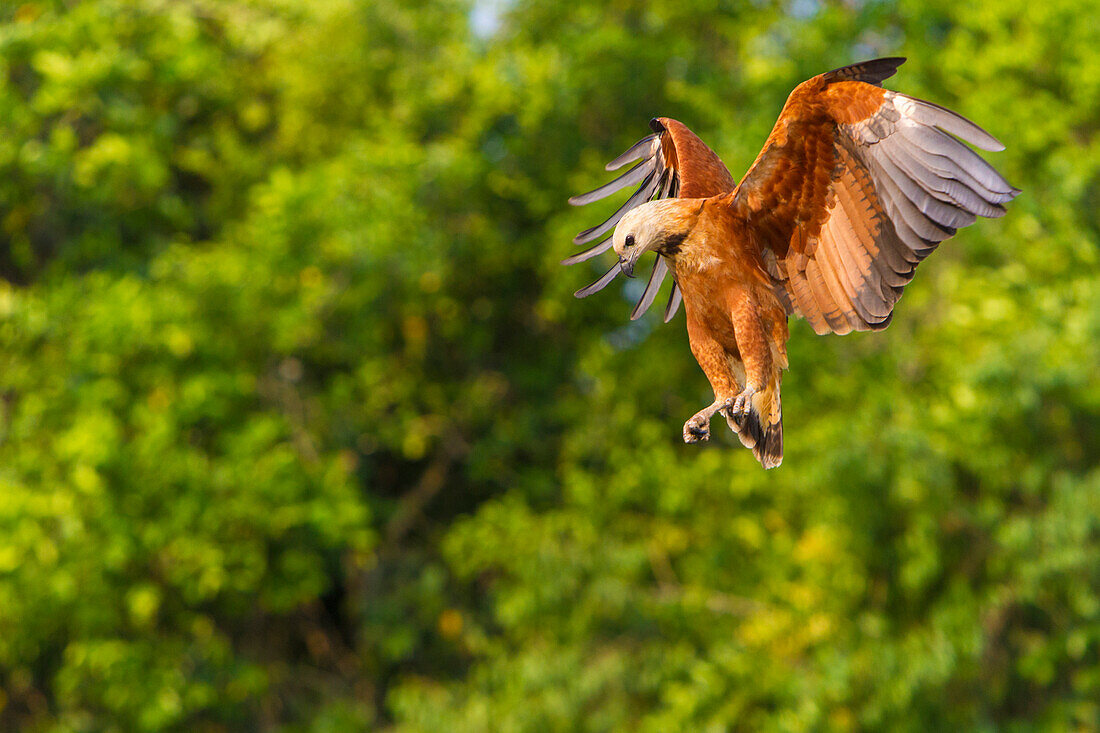 Brasilien. Der Schwarzhalsbussard (Busarellis nigricollis) ist ein Greifvogel und hier im Pantanal, dem größten tropischen Feuchtgebiet der Welt, UNESCO-Weltkulturerbe, zu sehen.
