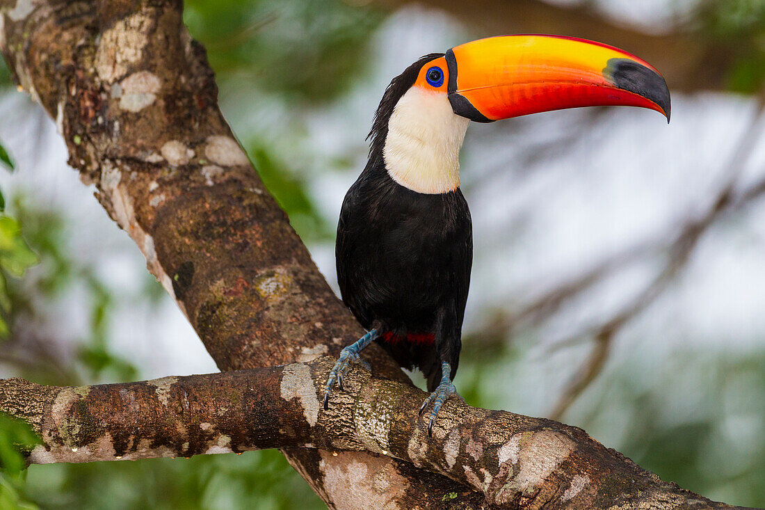 Brasilien. Riesentukan (Ramphastos toco albogularis) ist ein Vogel mit einem großen bunten Schnabel, der häufig im Pantanal, dem größten tropischen Feuchtgebiet der Welt, UNESCO-Weltkulturerbe, vorkommt.