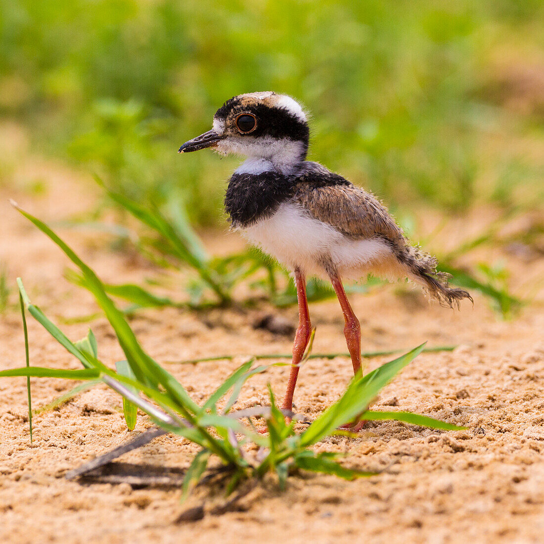 Brasilien. Ein jugendlicher Kiebitz (Vanellus cayanus) am Ufer eines Flusses im Pantanal, dem weltweit größten tropischen Feuchtgebiet, UNESCO-Weltkulturerbe.