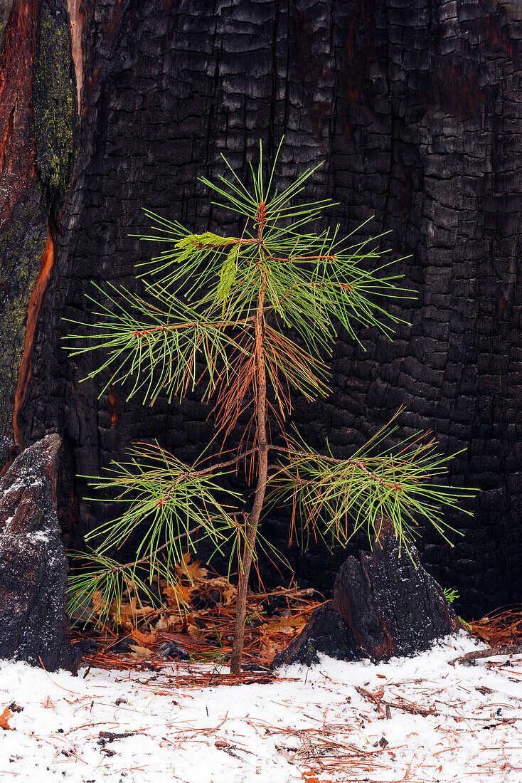 Kiefernsämling und verbrannter Stamm im Winter, Yosemite-Nationalpark, Kalifornien, USA