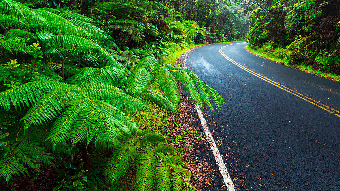 Park road through the fern forest, Hawaii Volcanoes National Park, Hawaii, USA
