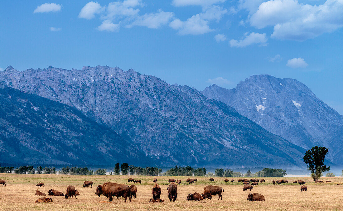 Buffalo Herd with Grand Teton Mountains behind. Grand Teton National Park, Wyoming.