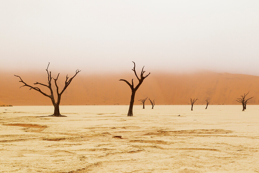 Africa, Namibia, Namib Desert, Namib-Naukluft National Park, Sossusvlei, Dead Vlei. Ancient camel thorn trees (Vachellia erioloba) against the red sand dunes with a lowering fog bank.