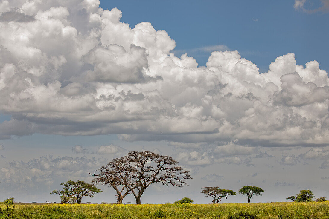 Verstreute Akazien und ferne Wolken, Serengeti Nationalpark, Tansania, Afrika