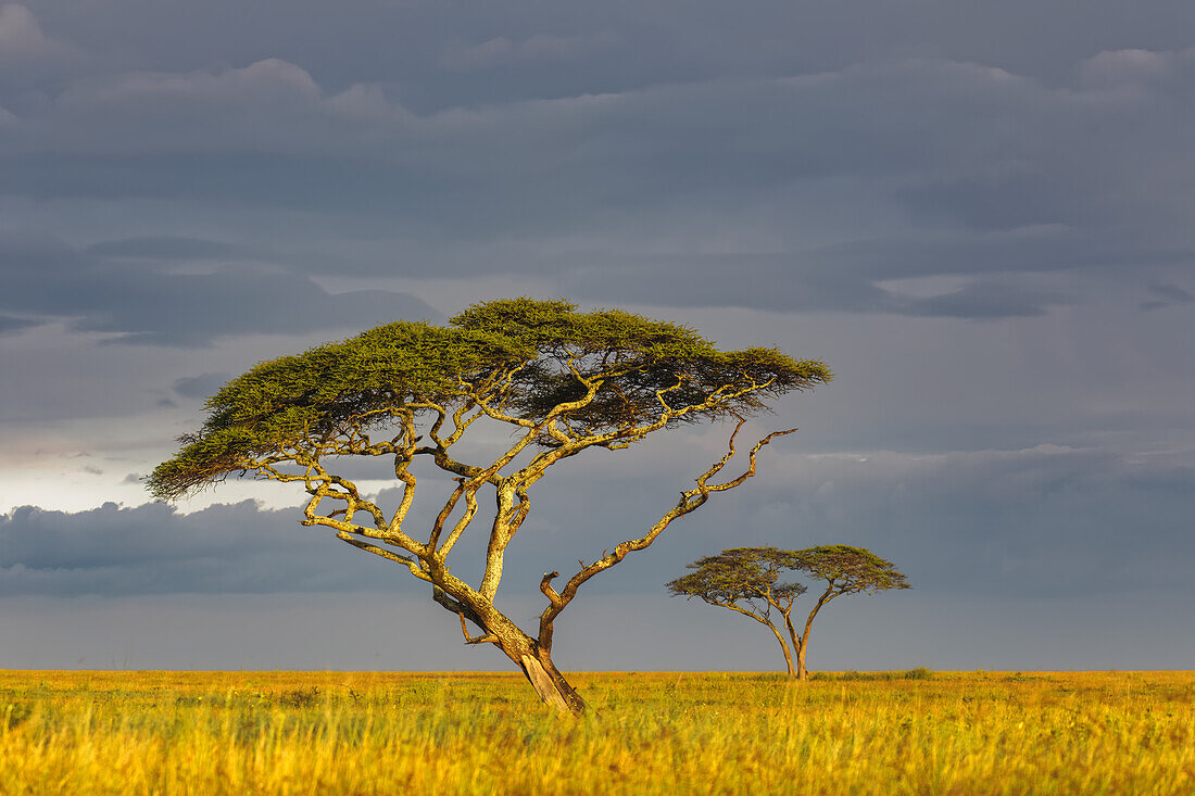 Akazien bei Sonnenuntergang, Serengeti Nationalpark, Tansania, Afrika