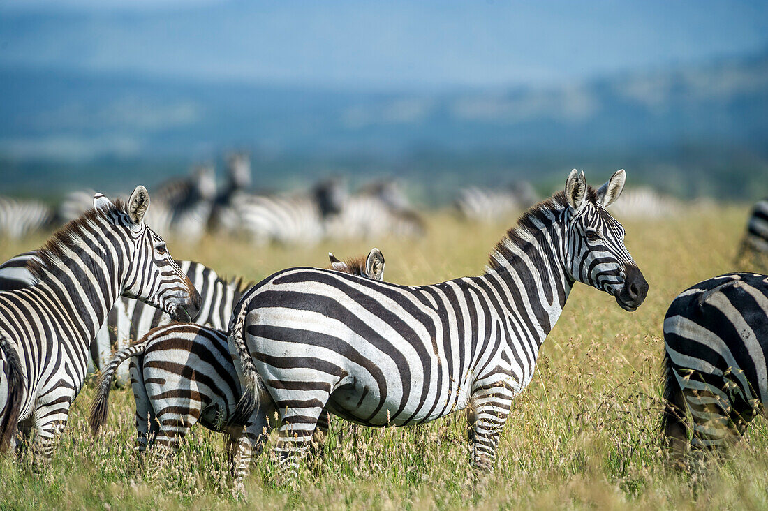 Afrika, Tansania, Zebras