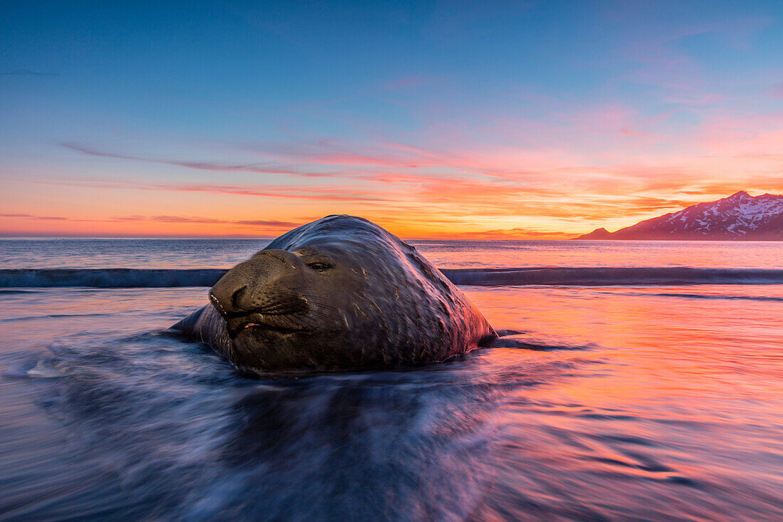 South Georgia Island, St. Andrew's Bay. Elephant seal in beach surf at sunrise