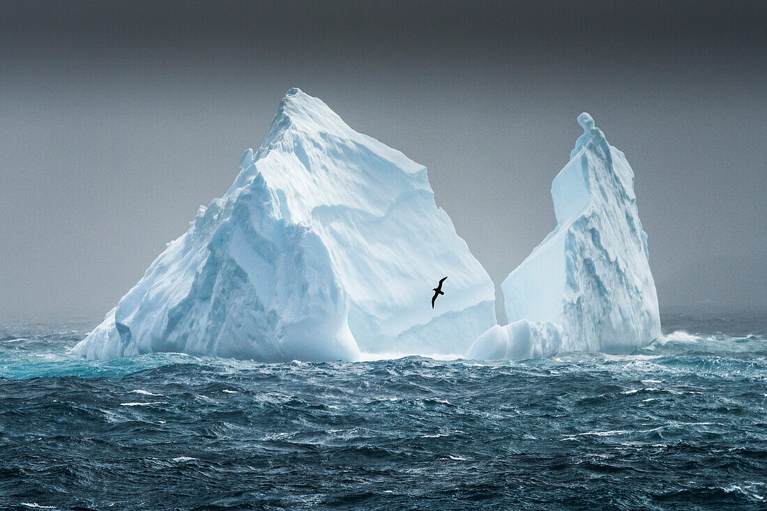 Insel Südgeorgien. Albatros fliegt an einem Eisberg vorbei.