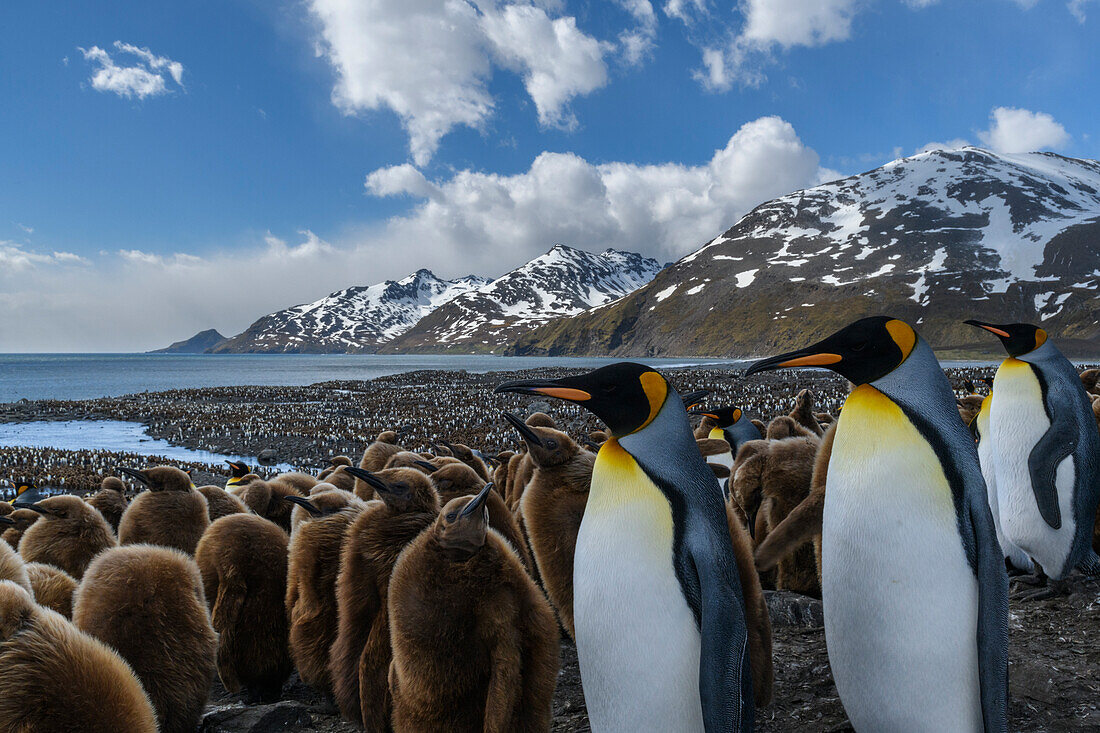 South Georgia Island, St. Andrews Bay. King penguin colony.