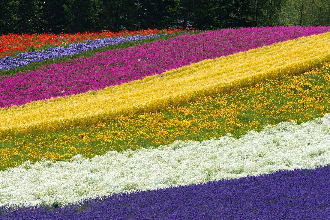 Bunte Blumen in der Lavendelfarm, Furano, Präfektur Hokkaido, Japan