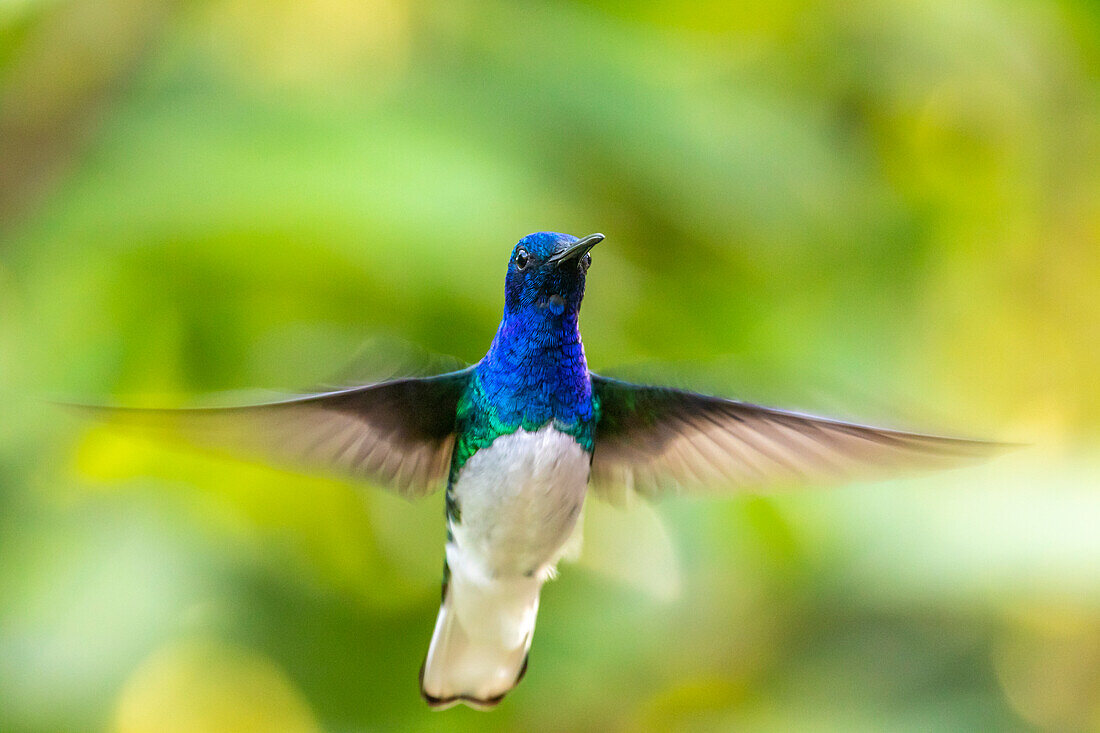 Karibik, Trinidad, Naturzentrum Asa Wright. Männlicher Weißhals-Jacobin-Kolibri schwebt