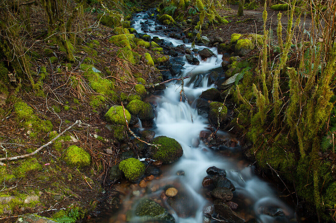 Stream im Regenwald in der Nähe von Alice Lake Provincial Park. Squamish, British Columbia, Kanada.