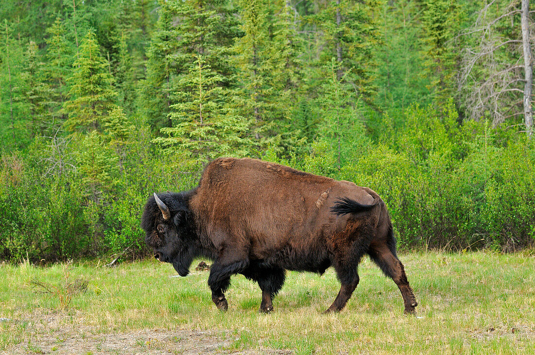 Kanada, British Columbia, Coal River. Waldbison aus nächster Nähe.