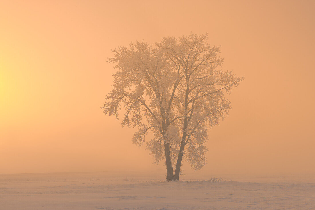 Kanada, Manitoba, Dugald. Raureif bedeckt Pappelbaum im Nebel bei Sonnenaufgang