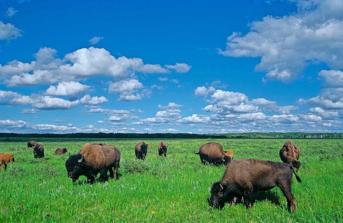 Canada, Manitoba, Riding Mountain National Park. Herd of American plains bison grazing on prairie.