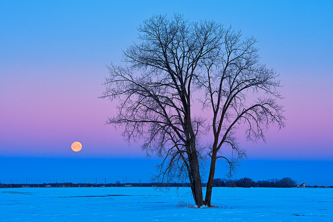 Kanada, Manitoba, Dugald. Vollmond und Pappelbaum im Morgengrauen