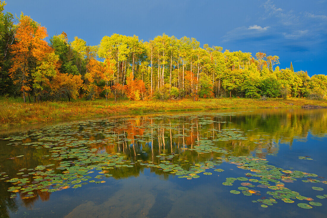 Canada, Ontario, Kenora District. Forest autumn colors reflect on Middle Lake