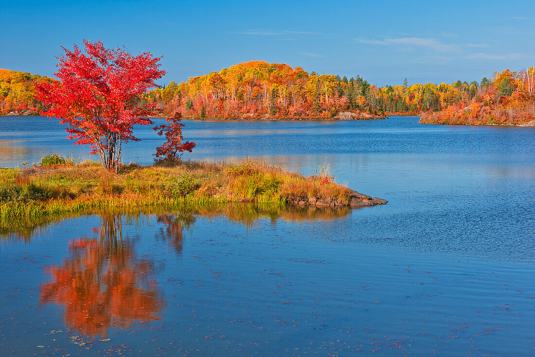 Kanada, Ontario, Worthington. Roter Ahornbaum spiegelt sich im St. Poithier Lake wider.