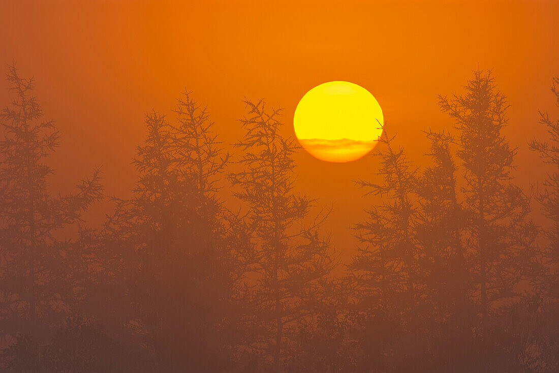 Canada, Quebec, Havre-Saint-Pierre. Trees and fog at sunrise