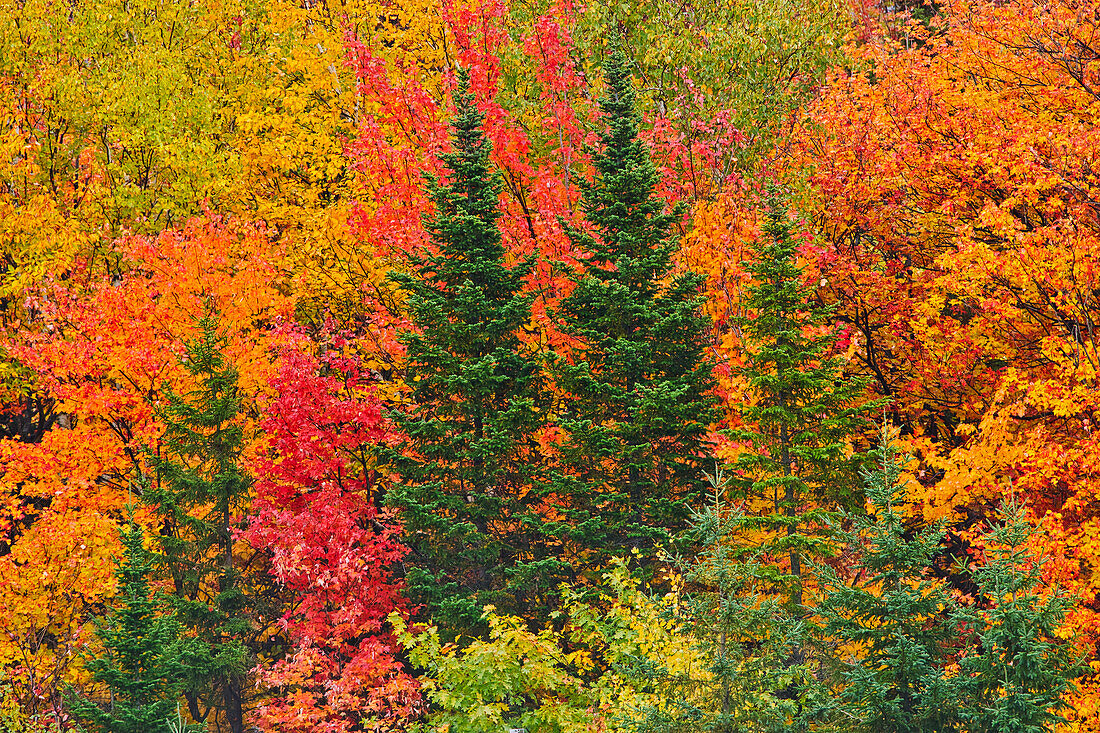 Canada, Quebec, Saint-Pacome. Mixedwood forest in autumn.