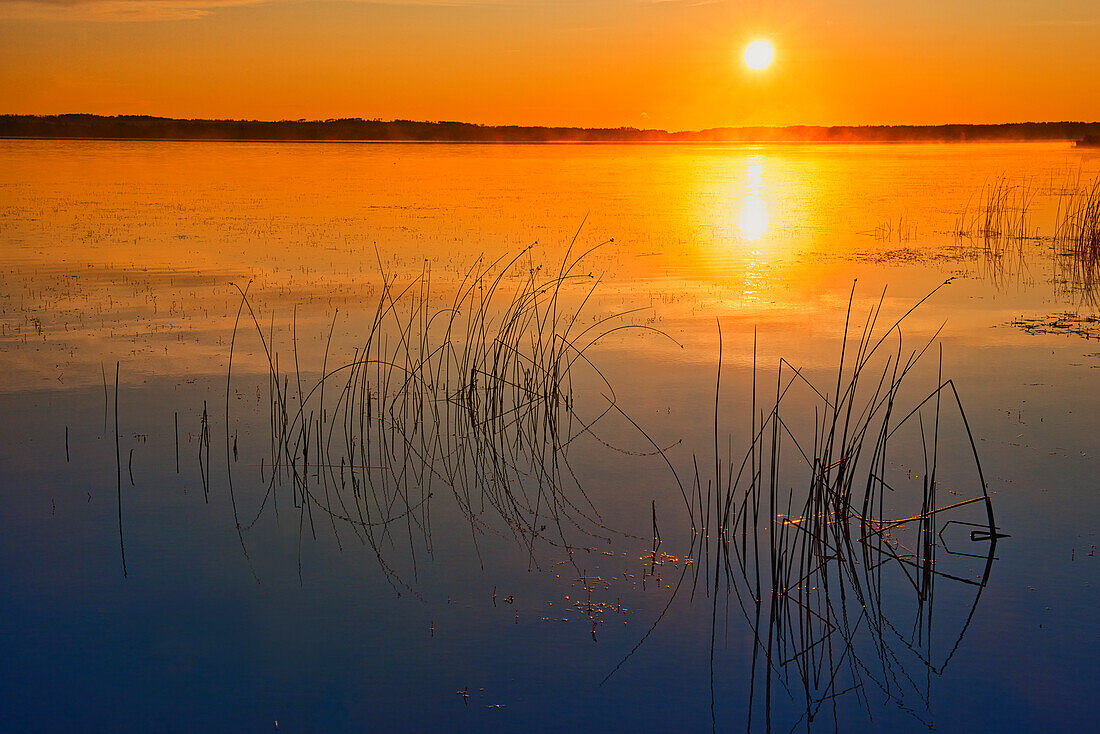 Canada, Saskatchewan, Saskatoon Island Provincial Park. Reeds reflect on Saskatoon Lake at sunrise.