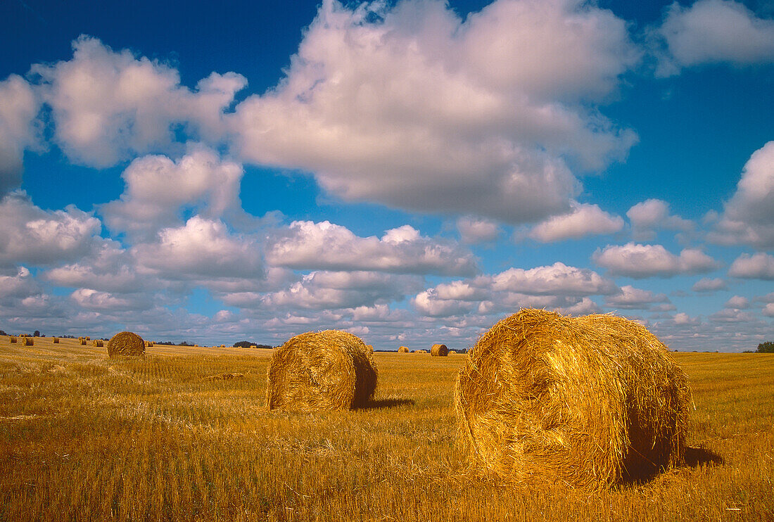 Canada, Saskatchewan, Shellbrook. Bale rolls and cumulus clouds on farmland.