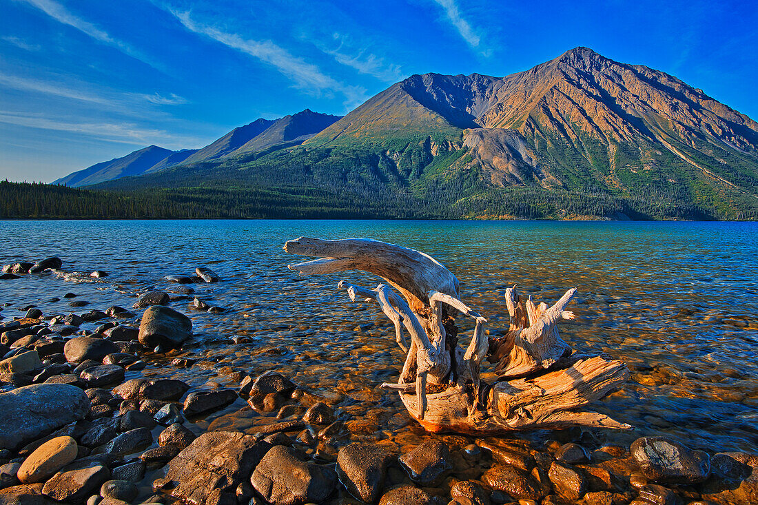 Canada, Yukon, Kluane National Park. St. Elias Mountains and driftwood on shore of Kathleen Lake.
