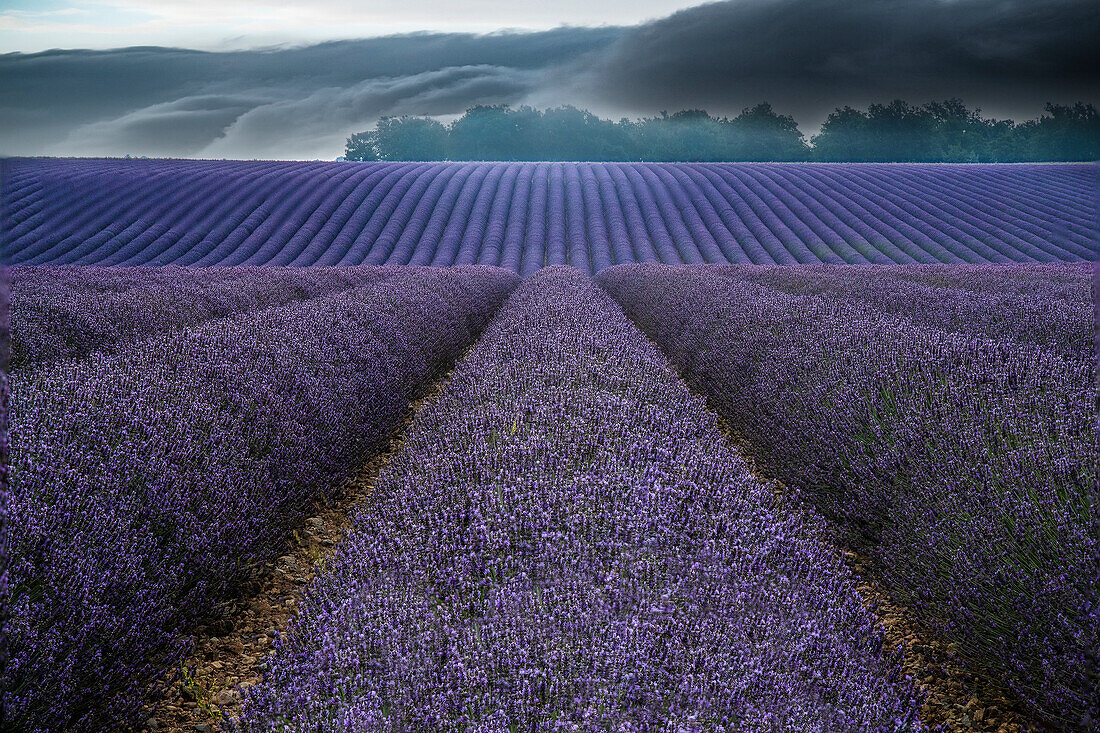 France, Provence, Valensole. Lavender fields and storm clouds.