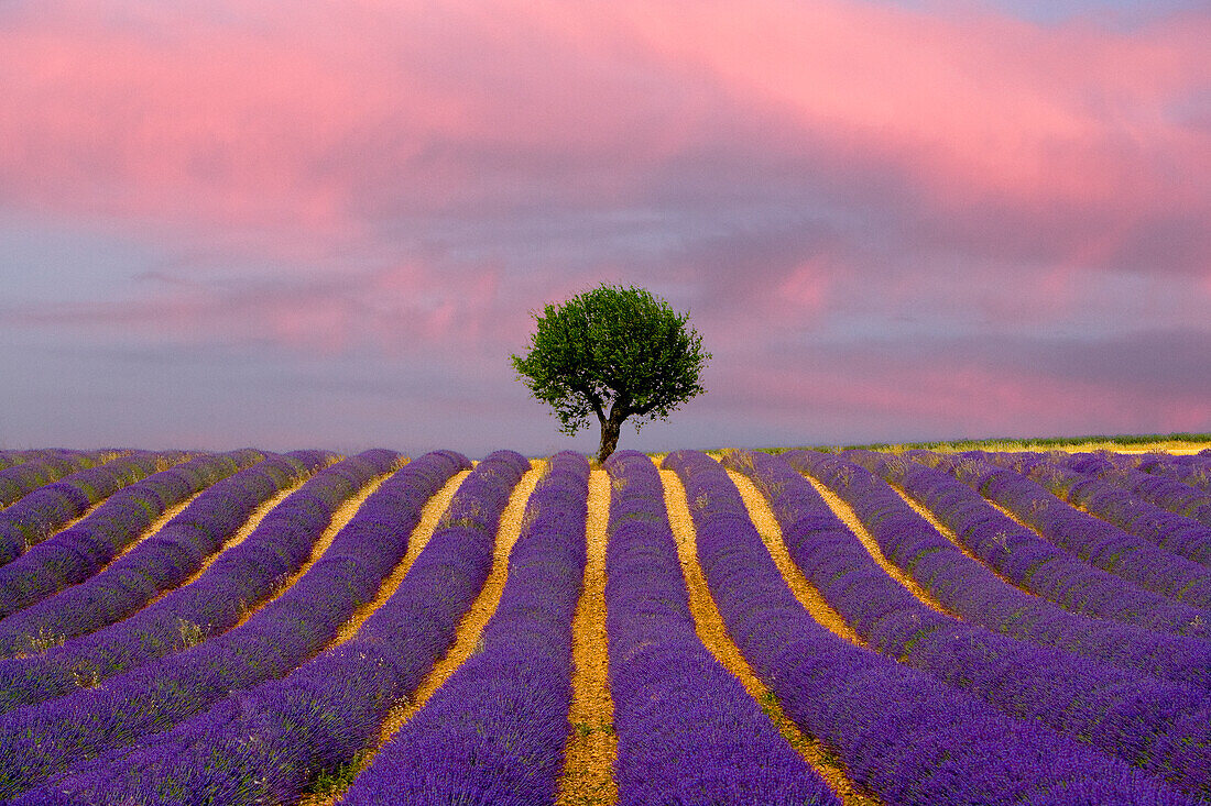 Frankreich, Provence, Valensole. Sonnenaufgang auf Lavendelfeld und Baum.