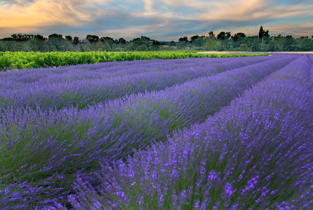 Frankreich, Provence, Salz, Lavendelfeld bei Sonnenaufgang