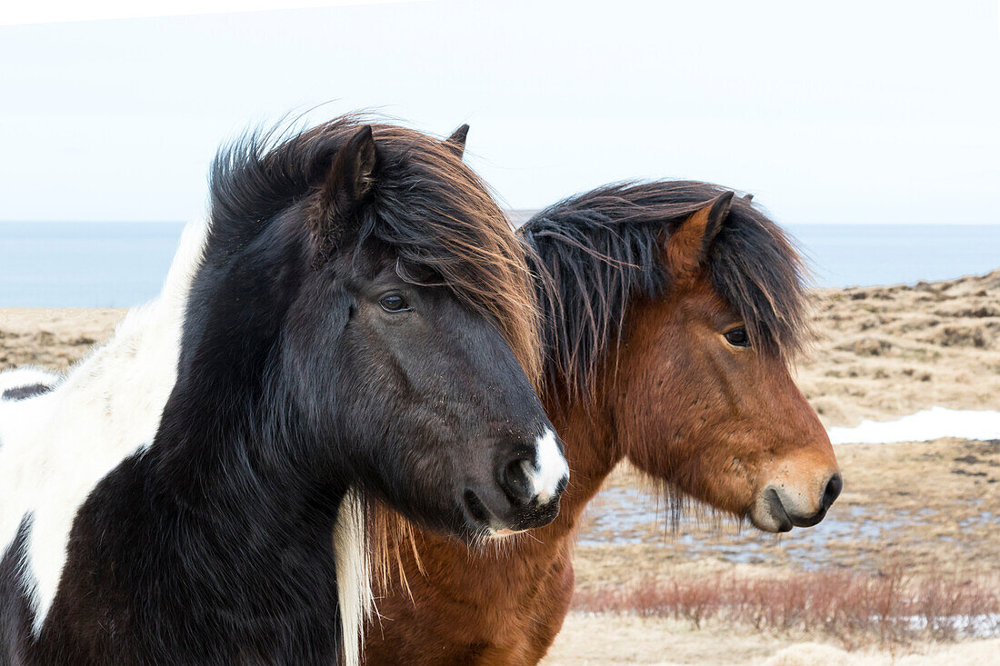 Europe, North Iceland, near Akureyri. Icelandic horses have thick manes and coats that protect them from the cold.