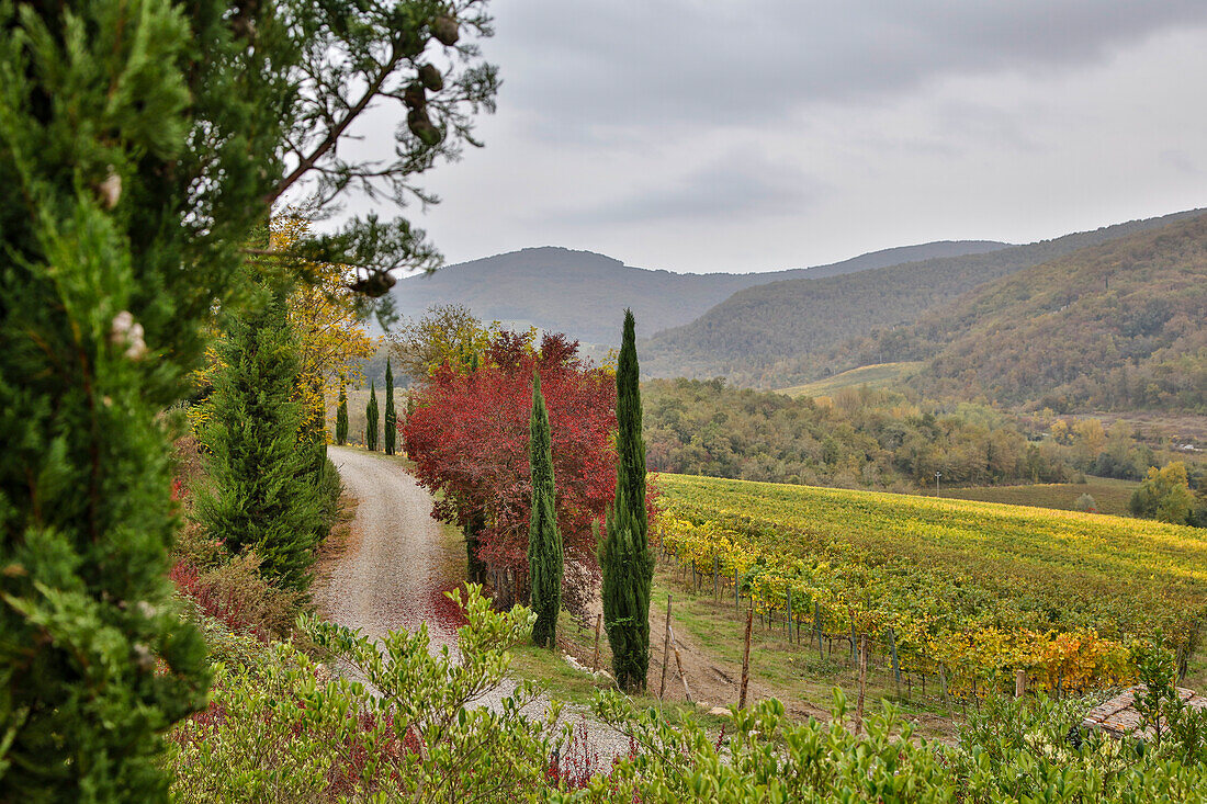 Italien, Radda in Chianti, Toskana, A Path to the Hills, Villa Campomaggio