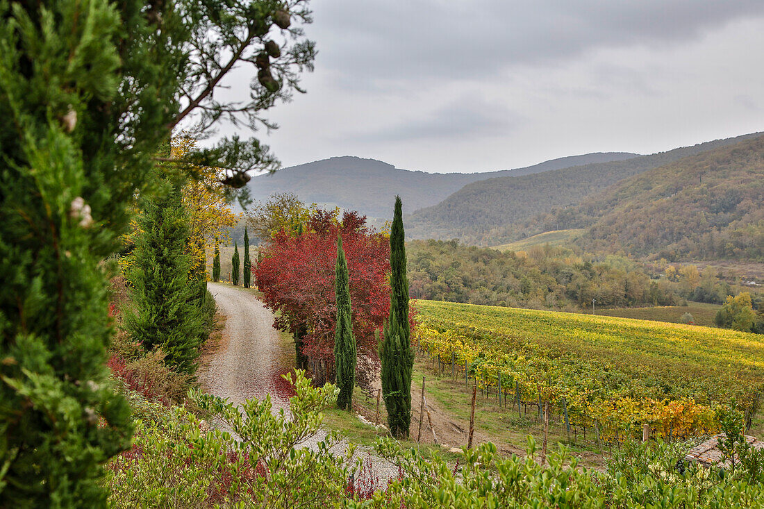 Italy, Radda in Chianti, Tuscany, A Path to the Hills, Villa Campomaggio