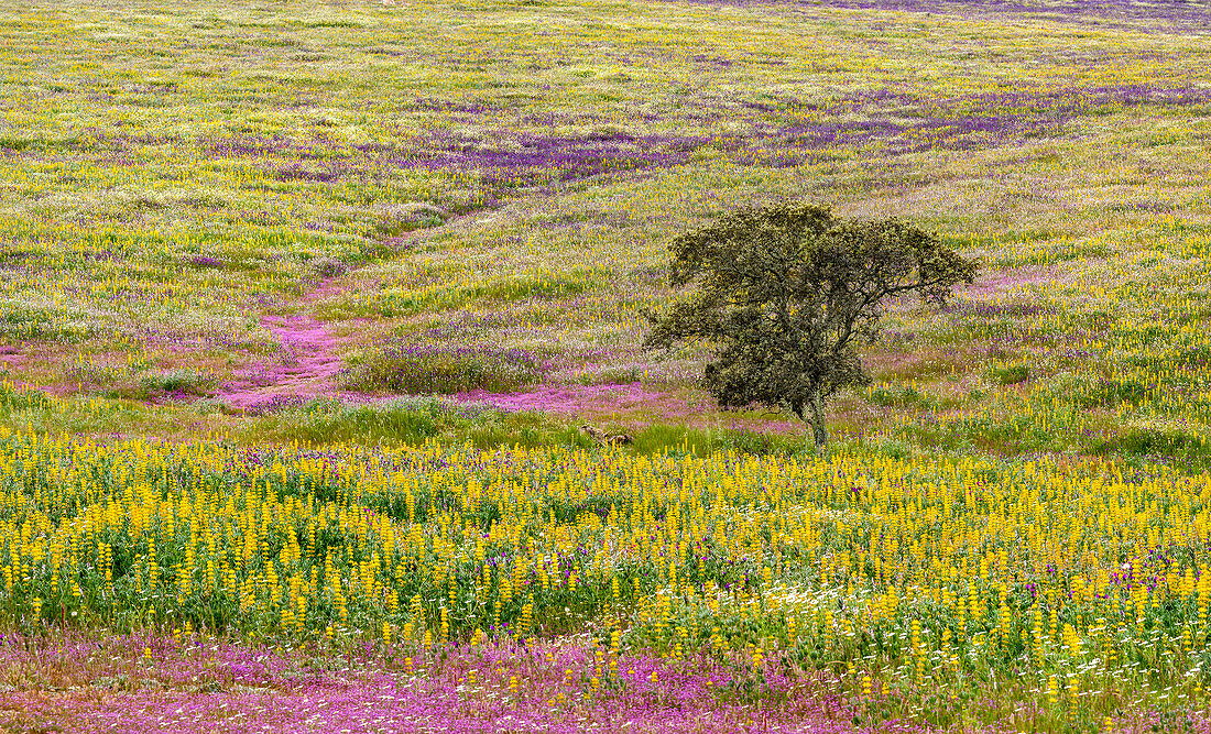 Landschaft mit Wildblumenwiese bei Mertola im Naturschutzgebiet Parque Natural do Vale do Guadiana, Portugal, Alentejo