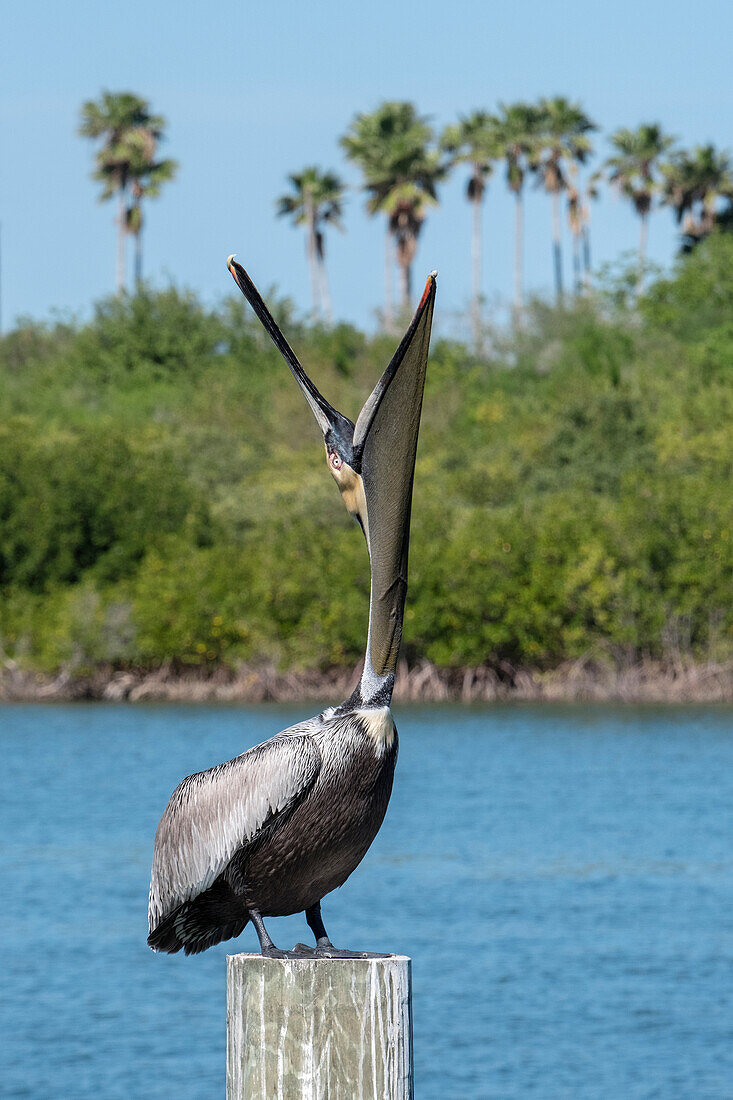Gähnender brauner Pelikan, Florida
