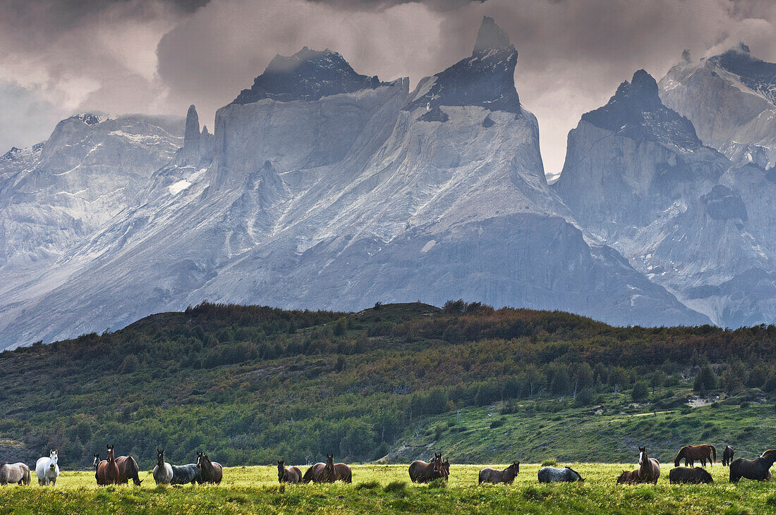 Wild horses in Patagonia Southern Chile