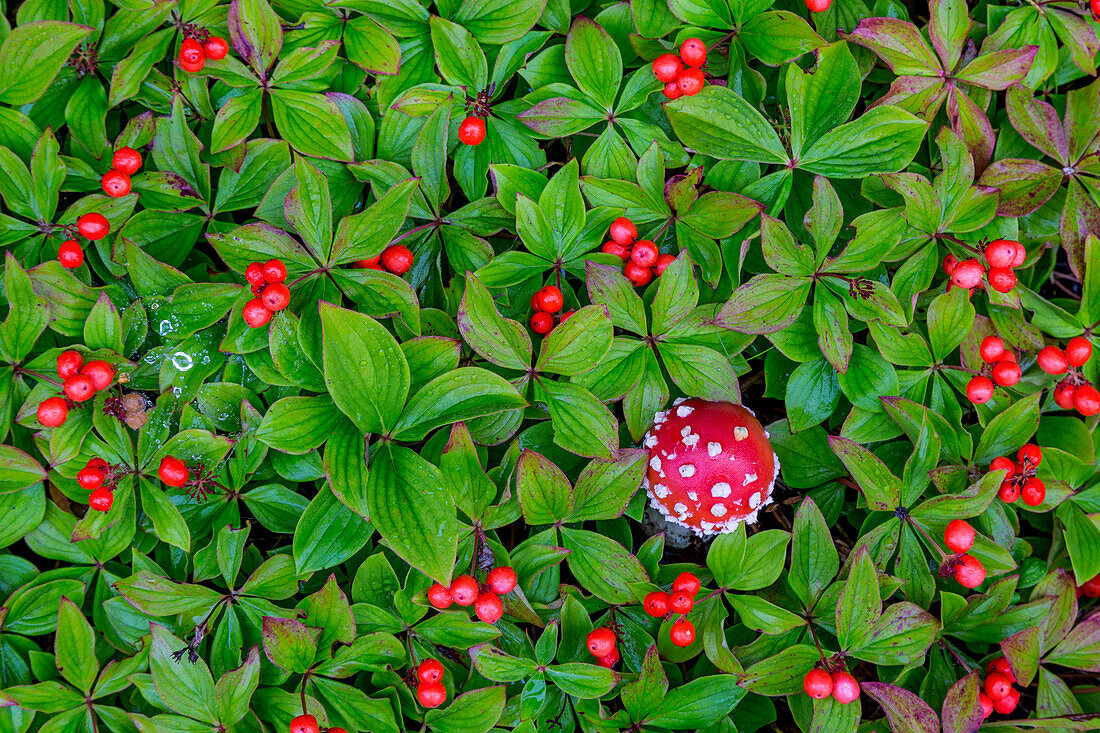 USA, Alaska, Nancy Lake State Erholungsgebiet. Bunchberry und Fliegenpilze