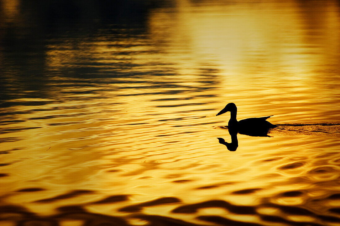 USA, Alaska, Silhouettenente, Wonder Lake, gelbgoldene Farbe